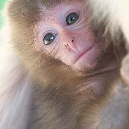 Masashi Mochida Masashimochida Twitter