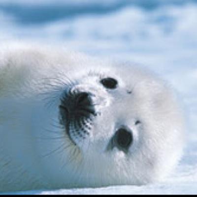 TomoKH's profile picture. 貧血のアザラシ。