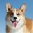 Finley_Corgi's profile image
