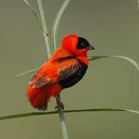 goluma (@goluma1) 's Twitter Profile