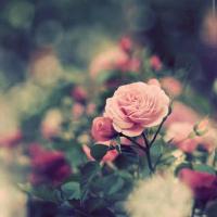 Nurgül tekindur (@nurgul_tekindur) 's Twitter Profile Photo