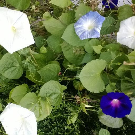 macarmenn's profile picture. 