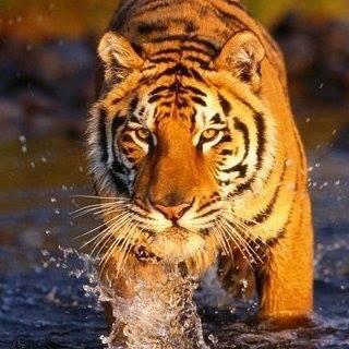 tjdahulich's profile picture. 