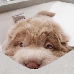 tonkey bear dog