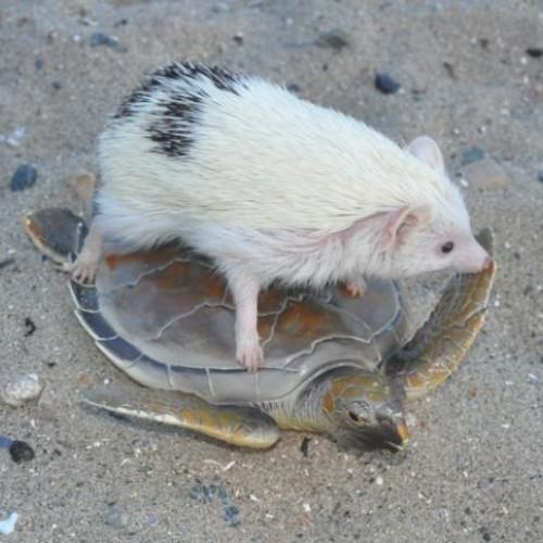 comoomoc's profile picture. 