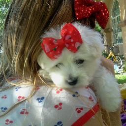 Cotondetulear11's profile picture. Professional breeder of Coton De Tulear Eric Webb