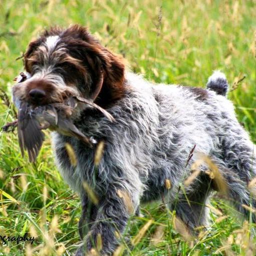 National Bird Dog Circuit | Est 1995

Offering the finest competition bird dog hunting experience throughout the United States and Canada.