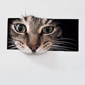 guchaiz's profile picture. Under no flag