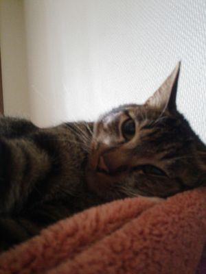 nanachibi0414's profile picture. 