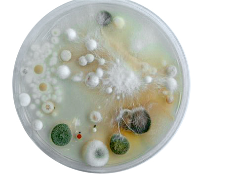 nuimaikinpuk's profile picture. friendly noise