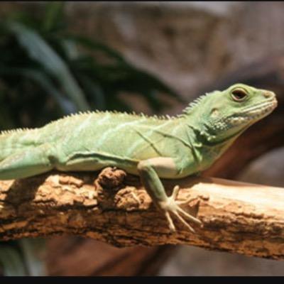jakesreptiles4's profile picture. follow me i will follow back