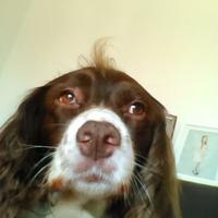 Christina (@bettyspring13) 's Twitter Profile