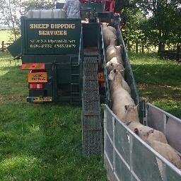 thesheepdippers's profile picture. 