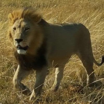 DLaming's profile picture. 