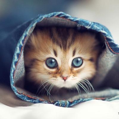 dianagrossheim's profile picture. I'm an animal lover!