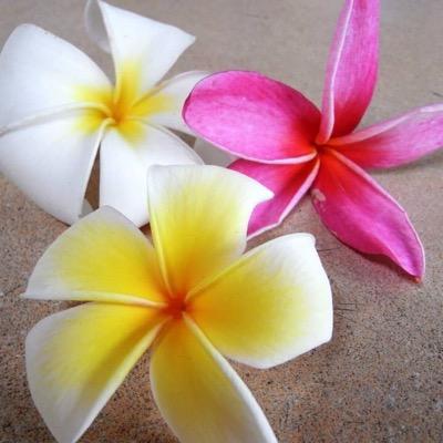 Hawai`i大好き! Hula Dancer                       好き→Hawaiian Music/太陽/海/自然/映画/みんなでﾜｲﾜｲ/Beer/夏/黄色/笑顔/ワクワク/ひまわり/お笑い/