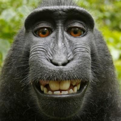 もんきーちゃん様 ③ 専用です✩.*˚ モモンキー (@momonkii) / X