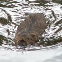 Jo Cartmell #RewildTheEarth(@WaterVole) 's Twitter Profile Photo