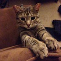 Rachel Kane-Kirkpatrick, EdD (@rkane_kirk) 's Twitter Profile Photo