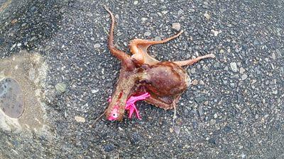 polypterus12255's profile picture. 砲丸投
アジング メバリング 鯉釣り チニング 管釣り タコ釣り