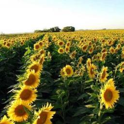 Cuenta Somos el campo, en apoyo a la industria agricola y ganadera de nuestro pais.