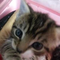 Pact AnimalSanctuary (@pactsanctuary) 's Twitter Profile