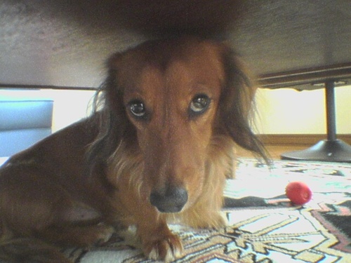 dash8's profile picture. 