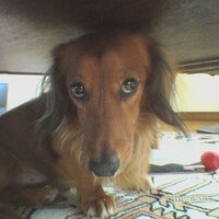 dash8 (@dash8) 's Twitter Profile