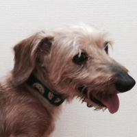 小谷亮介 (@ryosukekotani) Twitter profile photo