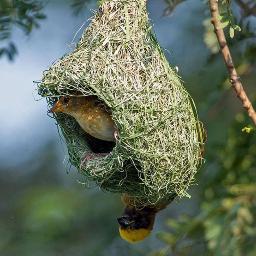 salmansunny1433's profile picture. 