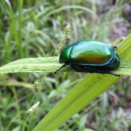 XalohaXalohaX's profile picture. 