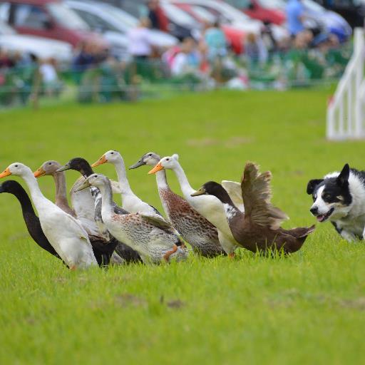 In countryside and corporate events, the team use trained and untrained sheep dogs to herd ducks, amusing and educating the audience about common dog behaviour.