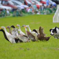 Dog and Duck Show(@DogAndDuckShow) 's Twitter Profile Photo