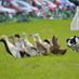 Dog and Duck Show (@dogandduckshow) Twitter profile photo Dog and Duck Show (@dogandduckshow) Twitter profile photo