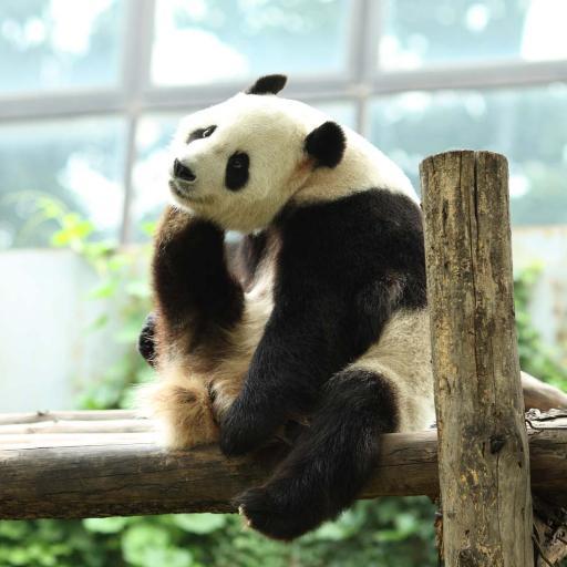 tukunepanda's profile picture. 写真が好きです。カラーもモノクロも。かわいい女の子が好きです。どうぞよろしく