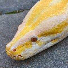 YlaDPython's profile picture. 