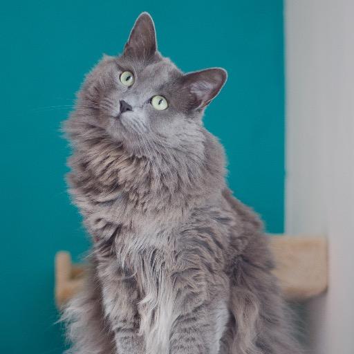 krikitee's profile picture. WCF odgajivačnica Nebelung rasnih mačaka u Novom Sadu, Srbija. WCF registered Nebelung cattery in Serbia