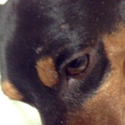 駄文屋。日本SF読者クラブ会員番号0002。小説を書く。さようなら、イグ。アイコンのミニ、2022/12/05永眠。今はぽんずとあずきとなんだかぷかぷか世を渡る日々。