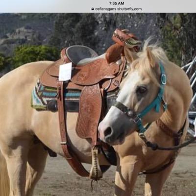 carlywf's profile picture. CRM IT Guru - Floral Designer, Gymkhana crazy dog & horse gal in love with her best friend Papa Flan - XXOO