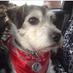Ceri (@1stclasspetserv) Twitter profile photo Ceri (@1stclasspetserv) Twitter profile photo