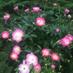 Leaman Landscaping (@leamanlandscape) Twitter profile photo Leaman Landscaping (@leamanlandscape) Twitter profile photo