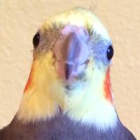 Gottafluff (@call_me_birdie) 's Twitter Profile Photo