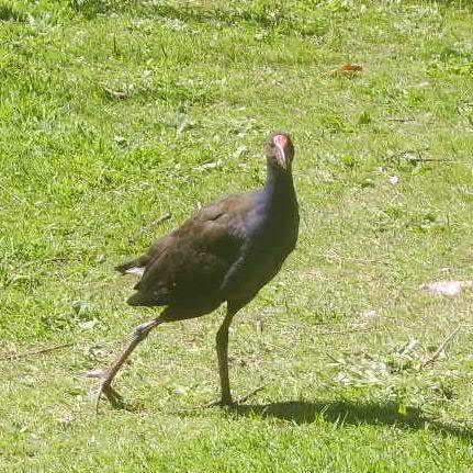 debbyNZ's profile picture. Studied Permaculture Design (2008), Journalism (1992). #Ecology #naturalhealth #SelfSufficiency #HealthyMoneyHealthyPlanet #Prepping #Homesteading