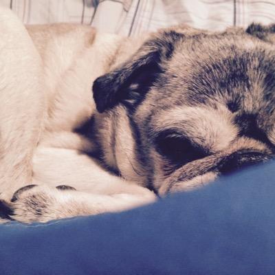 deathatyourheel's profile picture. artist. i love my pug.