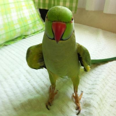 インコ3羽と猫が同居しています。LM.Cとゲームが大好きです。ログレスはw2に生息しています。