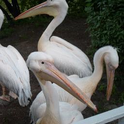 SveTkachenko's profile picture. Украинка