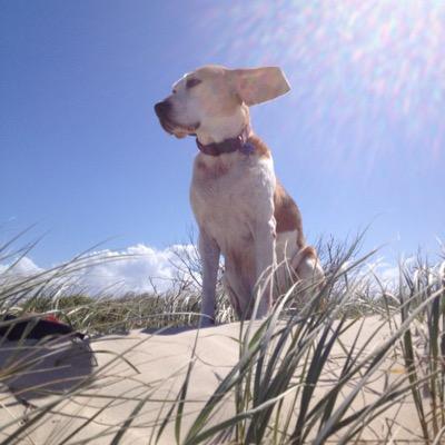 SarahHuntleyAU's profile picture. 