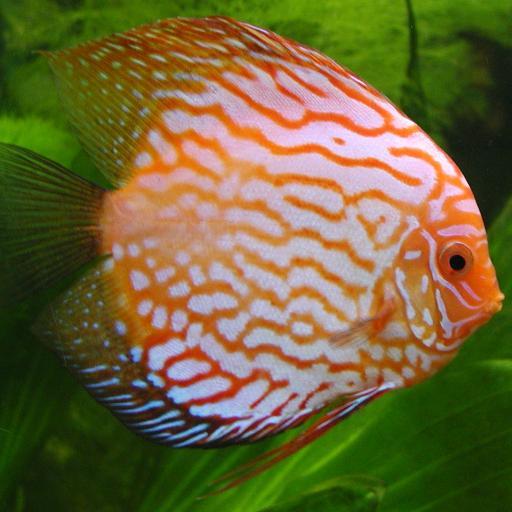 Everything about Discus Fish From Breeding, Care, Aquarium, Tips and Fish For Sale
