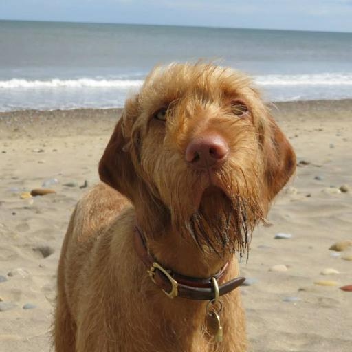 Walking, Geocaching, Gardening, Dogs, Cats & Critters of all shapes and sizes. General Geek and Trainee DIY-er