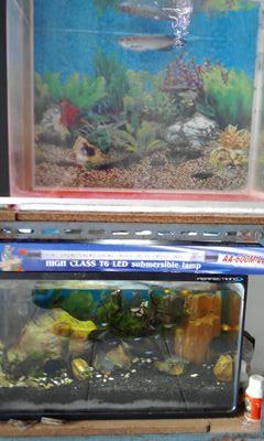 abdulkalim21's profile picture. parung panjang